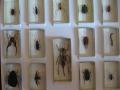 Kolekcja owady (2)