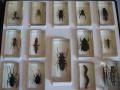 Kolekcja owady (1)