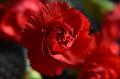 resized_czerwony kwiat 019