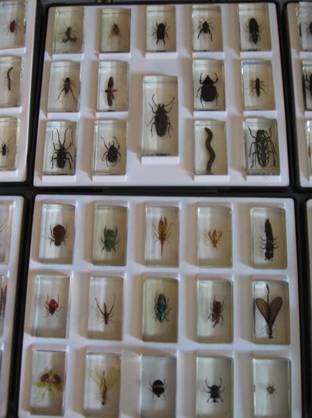 Kolekcja owady (4)