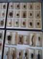 Kolekcja owady (3)